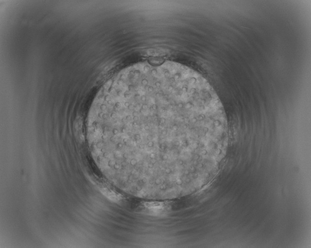 X0000077970187200611251329