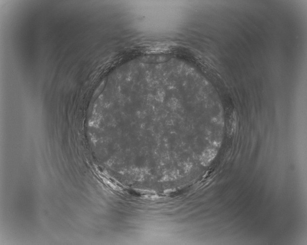 X0000077971441200611251307