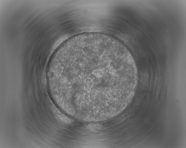 X0000077971466200611251307