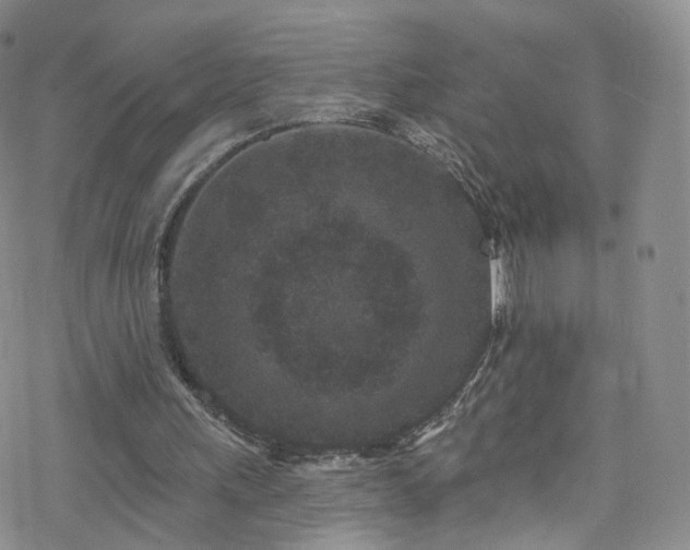 X0000077980243200610271206