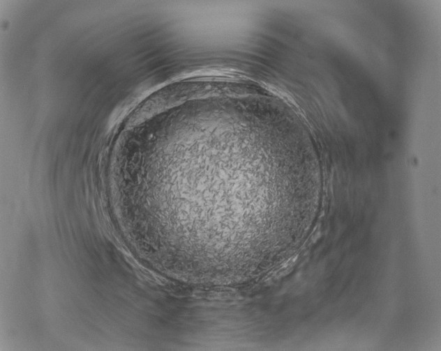 X0000077980337200610271205