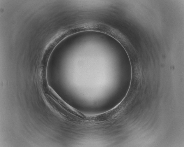 X0000077980730200610271158