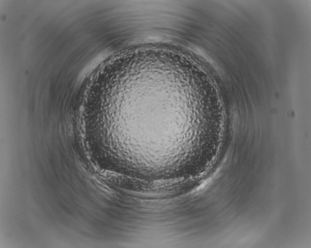 X0000077980921200610271155