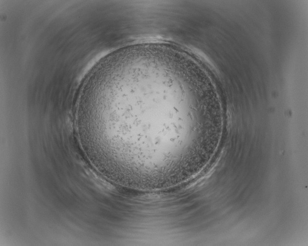X0000077981212200610271151