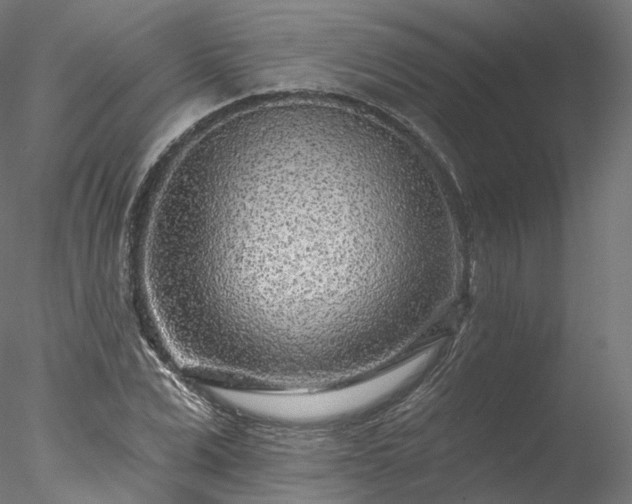 X0000077980975200611031355