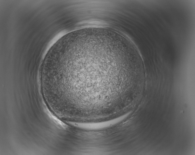 X0000077981243200611031351