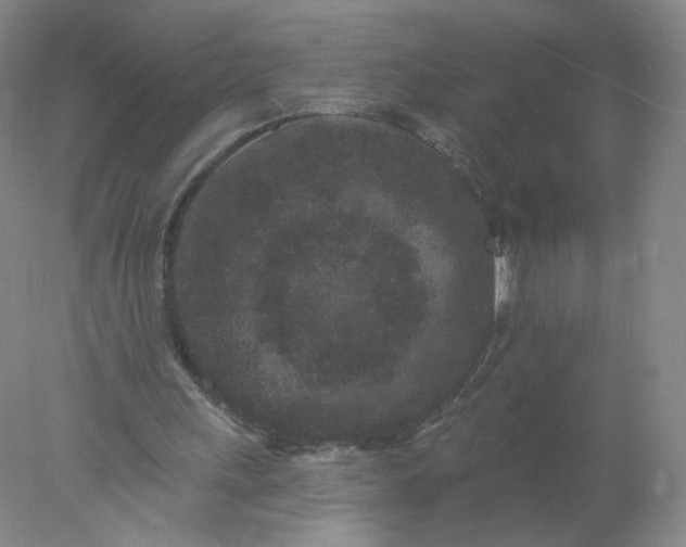 X0000077980243200611101709