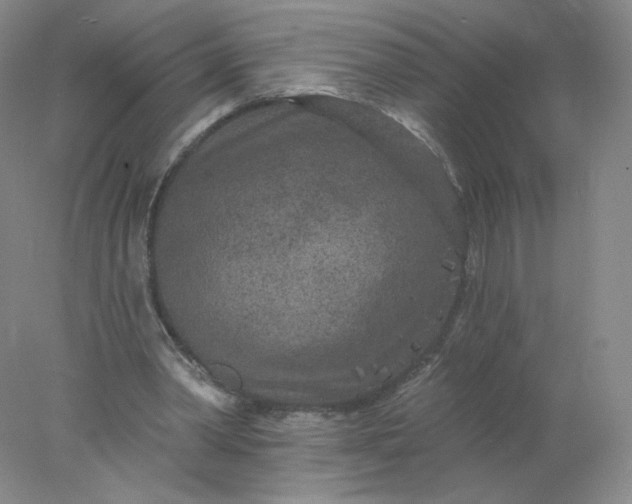 X0000077980390200611101708