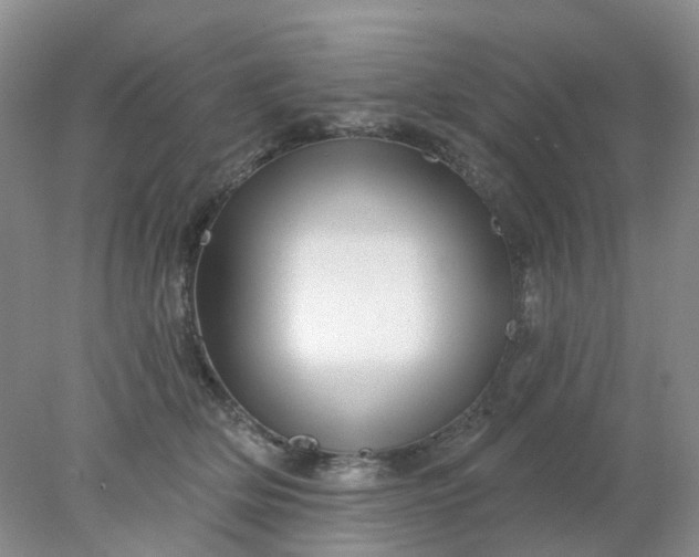 X0000077980514200611101705