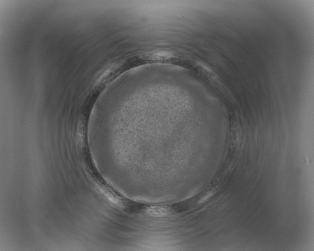 X0000077980762200611101702