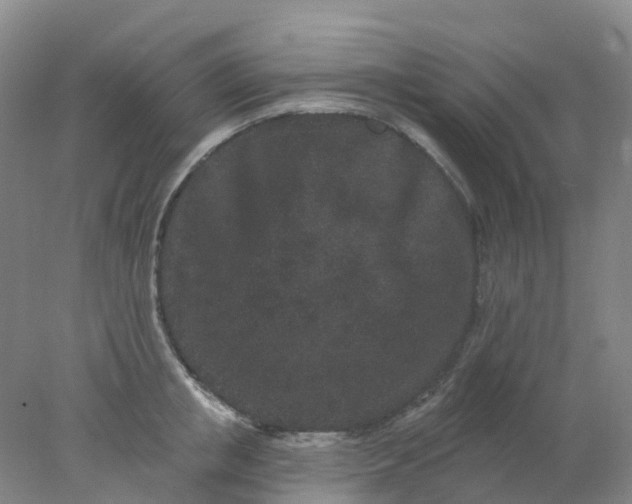 X0000077980853200611101700