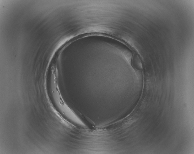 X0000077981024200611101657