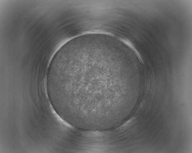 X0000077981100200611101656