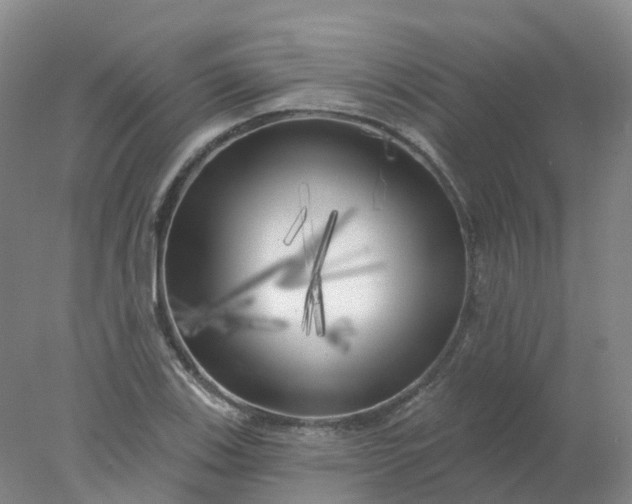 X0000077981123200611101655