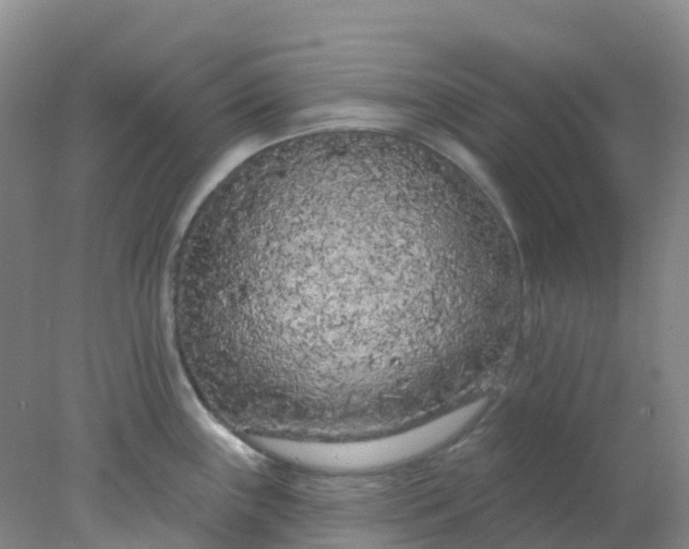 X0000077981243200611101654