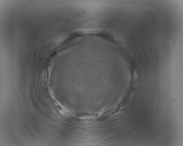 X0000077981300200611101652