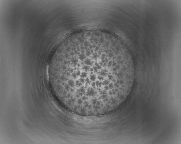 X0000077980022200611171740