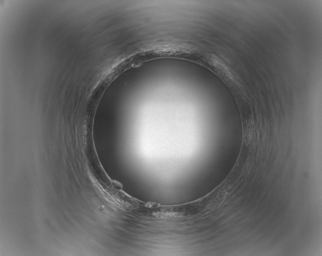 X0000077980448200611171733