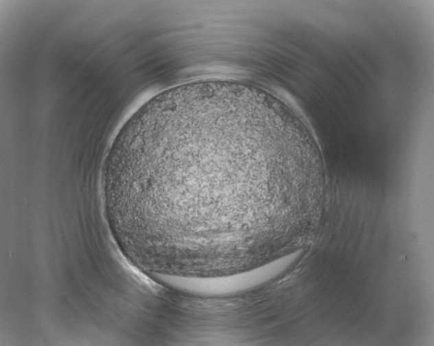 X0000077981243200611171720