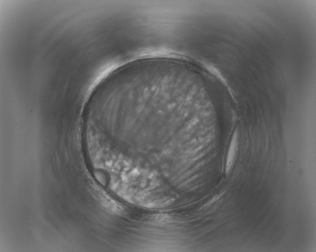 X0000077981463200611171716