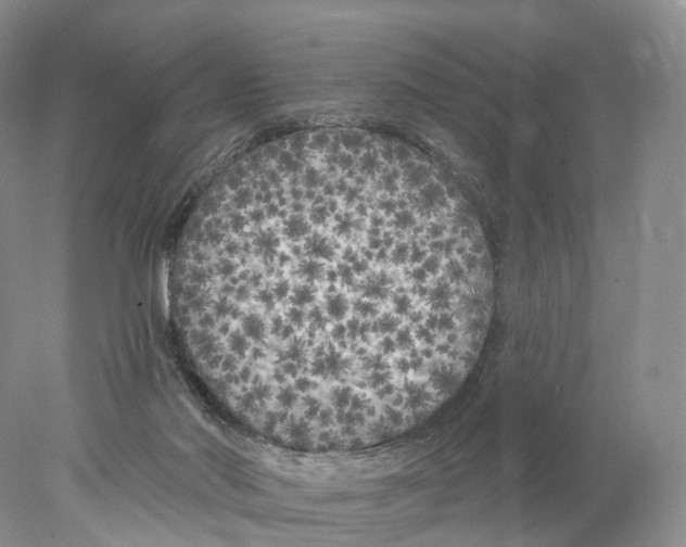 X0000077980022200611251357