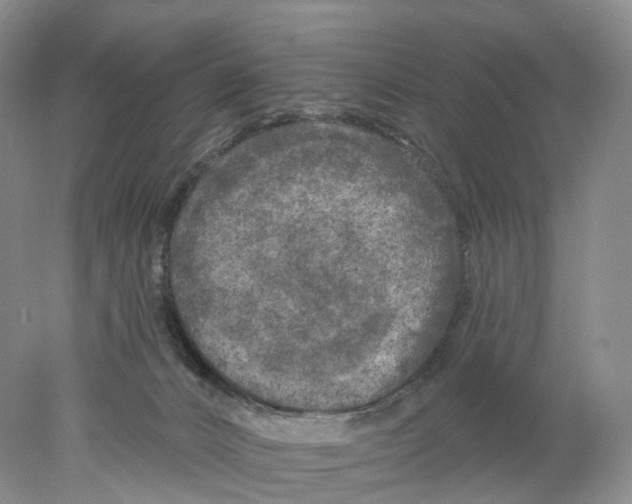 X0000077980032200611251357