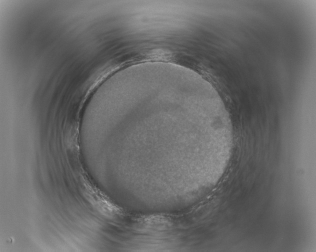 X0000077980146200611251354