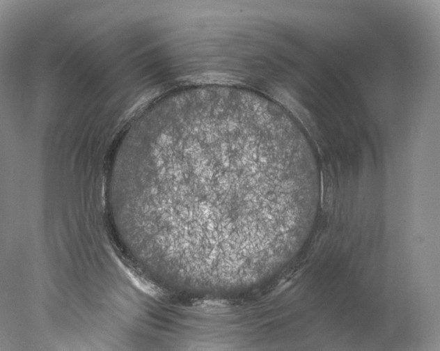 X0000077980157200611251354