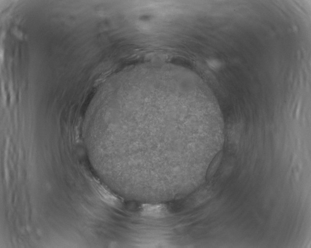 X0000077980185200611251355