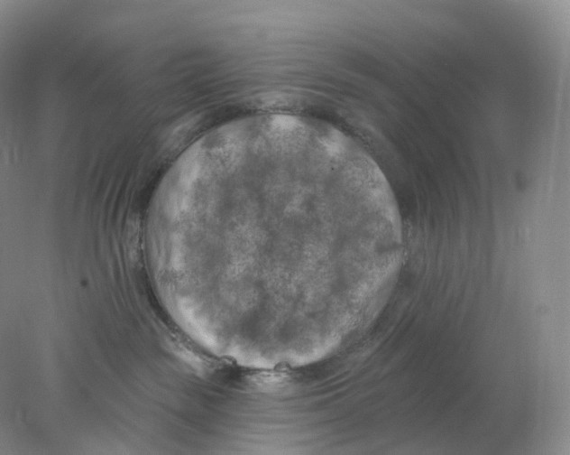 X0000077980189200611251355