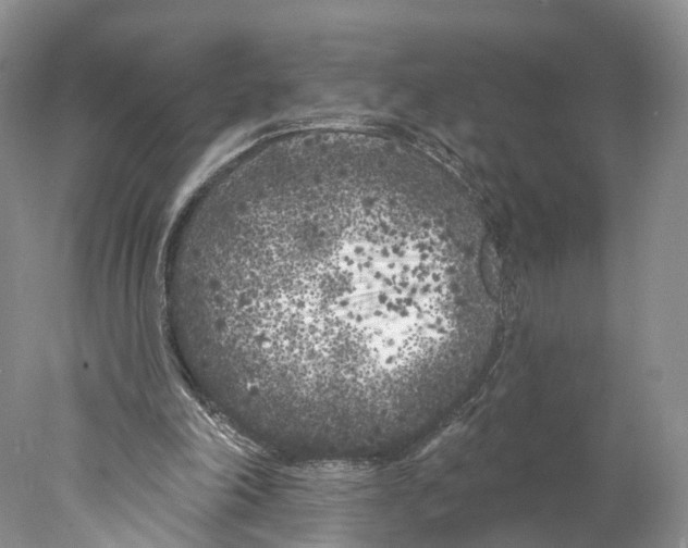 X0000077980198200611251354