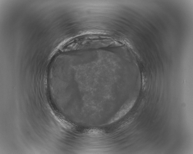 X0000077980348200611251351