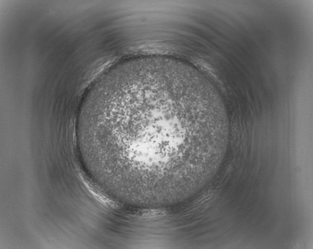 X0000077980398200611251351