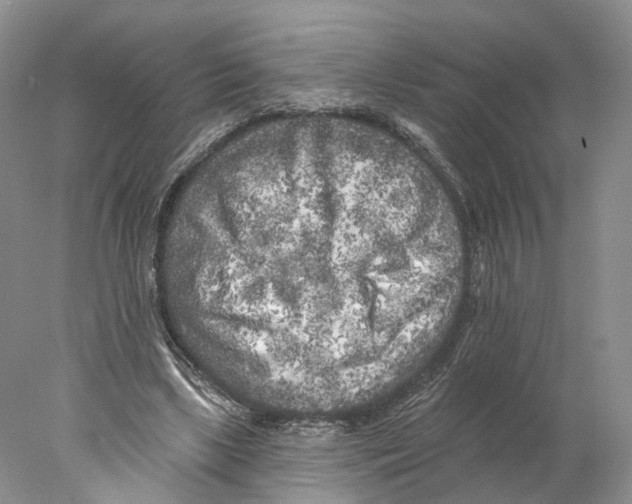 X0000077980443200611251349