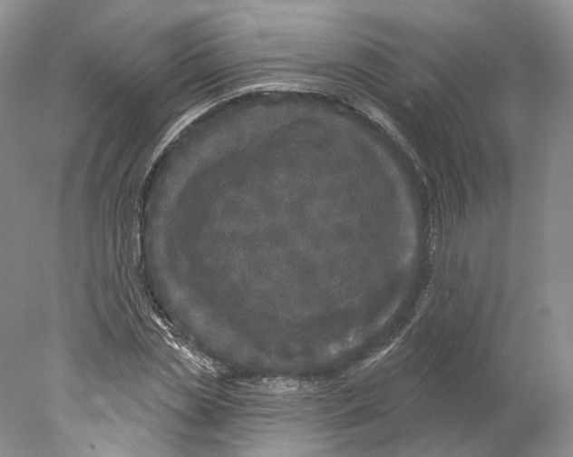 X0000077980829200611251343