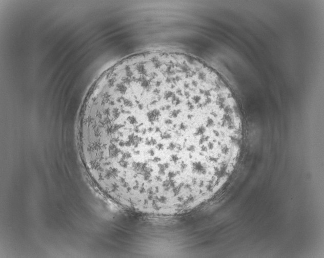 X0000077980856200611251343