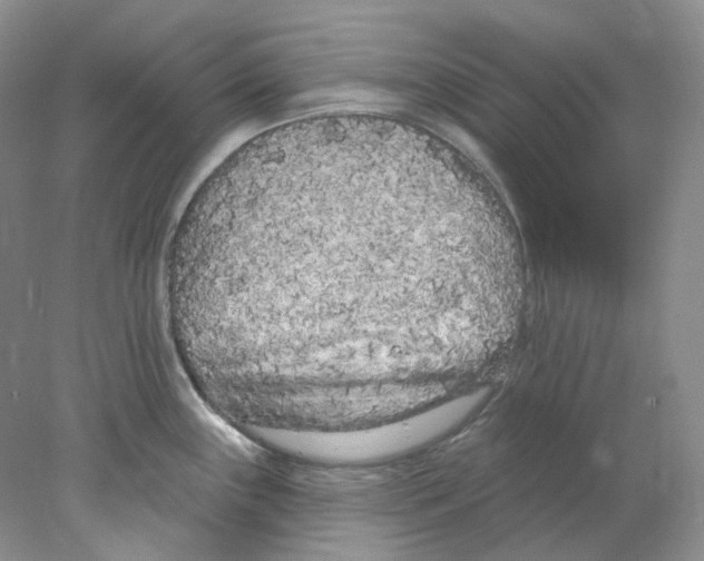 X0000077981243200611251337