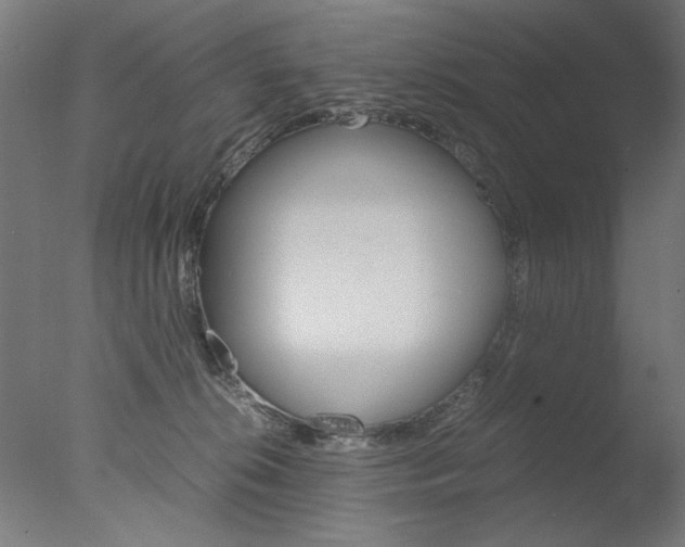X0000077990276200610270954