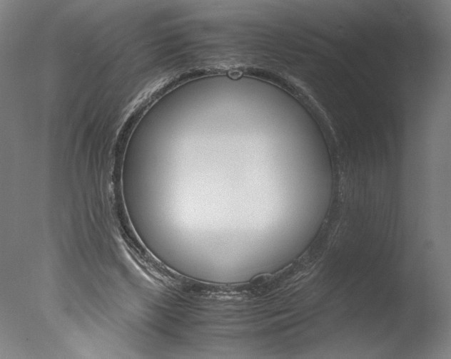 X0000077990443200610270951