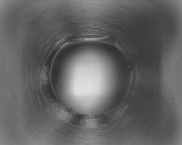 X0000077990228200610271119