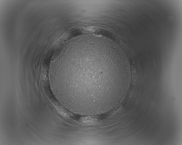 X0000077990331200610271117