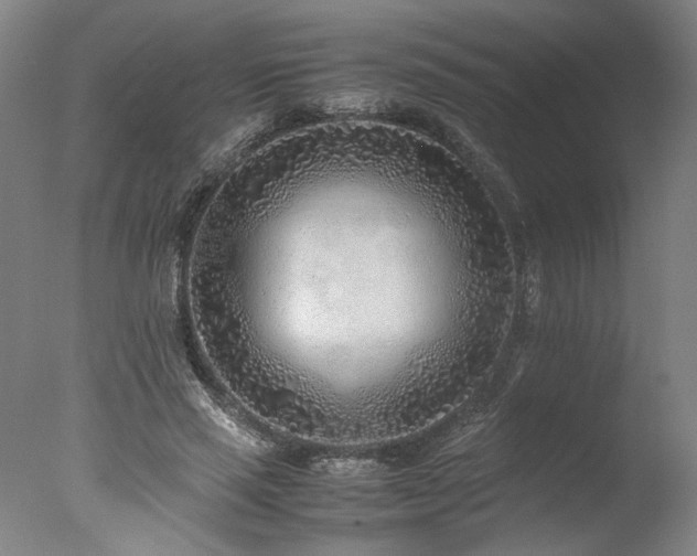 X0000077990637200610271111
