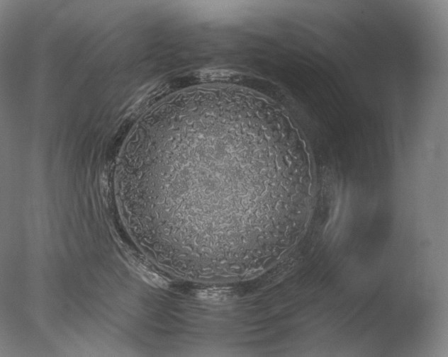 X0000077990761200610271110