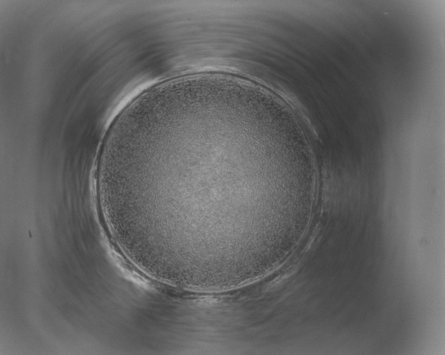 X0000077990814200610271109
