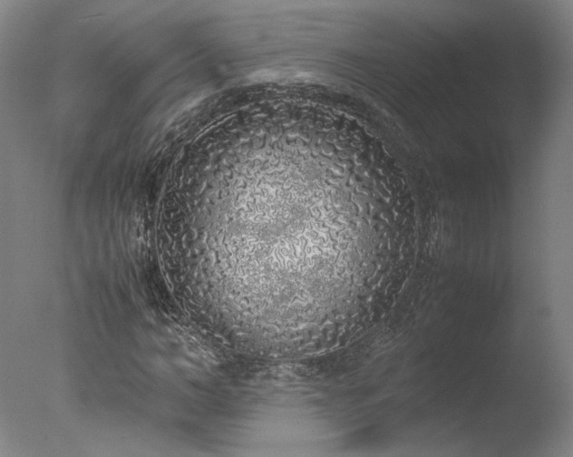 X0000077990966200610271106