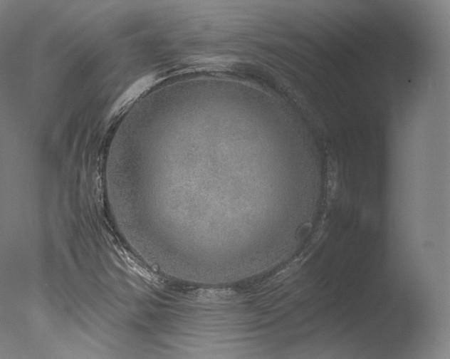 X0000077991354200610271100
