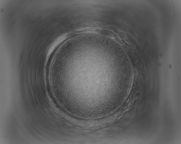 X0000077990006200611031432