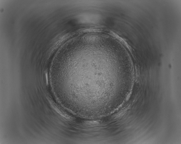 X0000077990061200611031431
