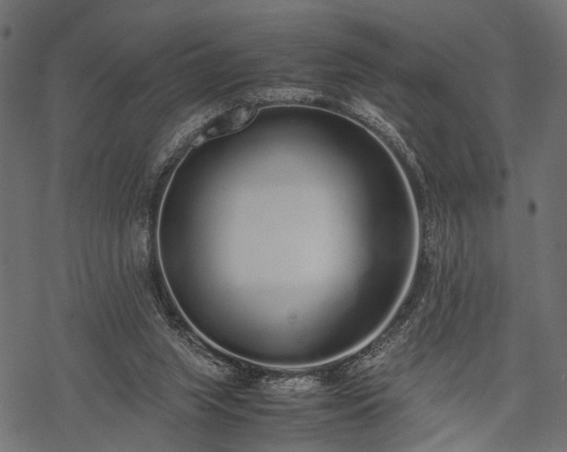 X0000077990063200611031431