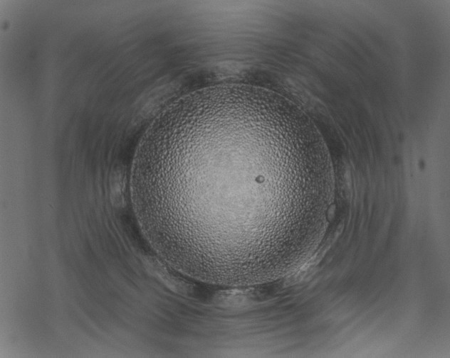 X0000077990082200611031431